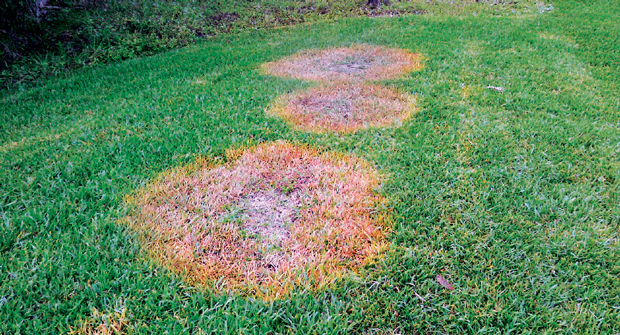 Not so small: Large patch can ruin lawns if left unchecked. (Photo: Quali-Pro; Getty Images: DNY59 / E+, boschettophotography / iStock / Getty Images Plus)