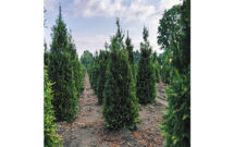 Photo: Petitti Family Farms