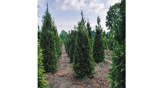 Photo: Petitti Family Farms