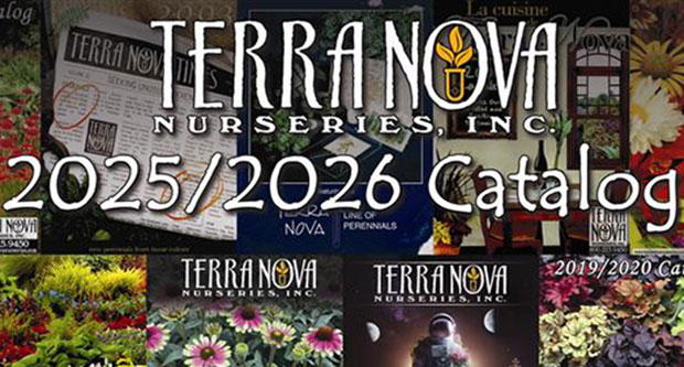 Photo: Terra Nova Nurseries