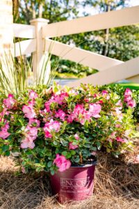 Photo: Encore Azalea