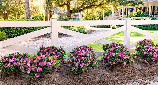 Photo: Encore Azalea