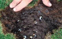 Picky eater Grubs like to munch on fescues due to its soft tissue. (Photo: Syngenta; Getty Images: DNY59 / E+, boschettophotography / iStock / Getty Images Plus)