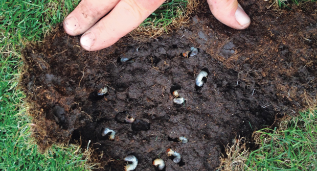 Picky eater Grubs like to munch on fescues due to its soft tissue. (Photo: Syngenta; Getty Images: DNY59 / E+, boschettophotography / iStock / Getty Images Plus)