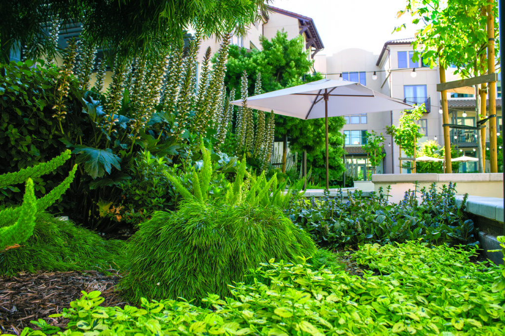The Springline campus has a long history of sustainability, with electric vehicle charging stations, solar panels and a net-zero carbon commitment, so it was key for Gachina to match that eco-friendly goal. (Photo: Chelsea Aiello)