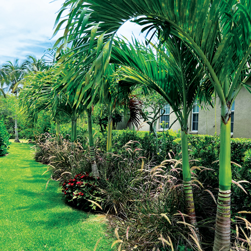 The landscape was filled with bamboo, clusia, podocarpus, olive trees and mast trees to provide privacy on both sides of the house. (Photo: Landscapes by Randy Lee)