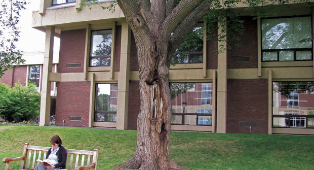 Removal of dead wood limits tree limbs falling on important property or people. (Photo: John C. Fech)