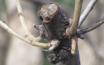 Abundant sprouting response and lack of wound closure to fall pruning. (Photo: John C. Fech)