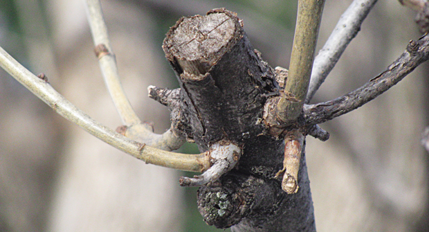 Abundant sprouting response and lack of wound closure to fall pruning. (Photo: John C. Fech)
