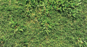 Conquering crabgrass?:Organic approaches won’t completely control crabgrass, but they do keep it in check and leave turf in usable condition. (Photo: Shravya Peddigari)
