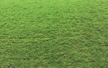 Don’t lose confidence: If done incorrectly, corn gluten meal can result in broken trust and uncertainty for clients.(Photo: Shravya Peddigari)