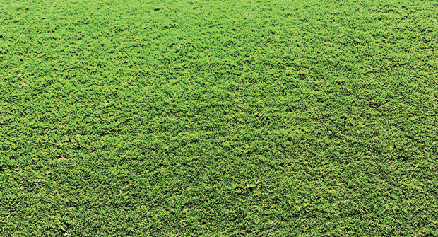 Don’t lose confidence: If done incorrectly, corn gluten meal can result in broken trust and uncertainty for clients.(Photo: Shravya Peddigari)