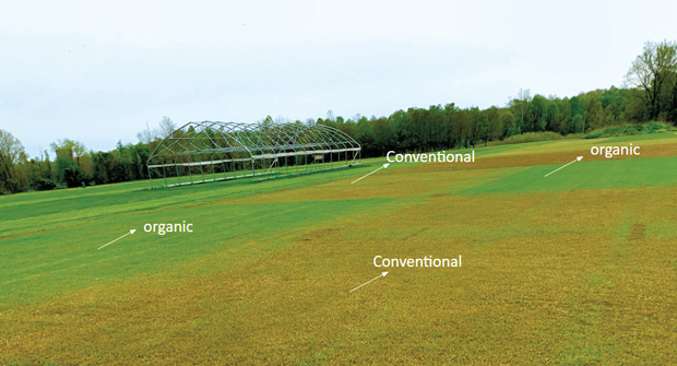 Spring training: These test plots showcase how turf can react to both organic and conventional treatments in spring. (Photo: Shravya Peddigari)