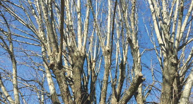 Recently topped canopy with weak wood response. (Photo: John C. Fech)