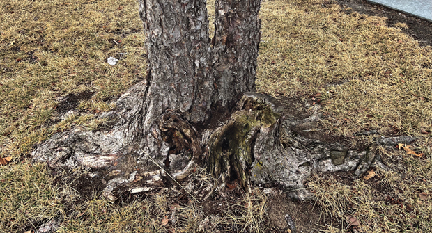 Documentation of flaws and defects is a great fall activity. (Photo: John C. Fech)