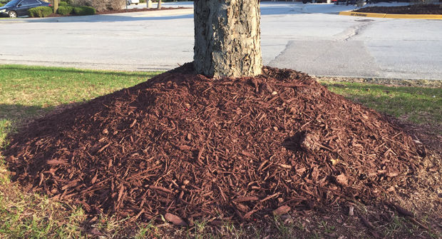 Avoid piling mulch against the trunk and extend it as far as is practical into the turf areas. (Photo: John C. Fech)