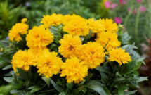Coreopsis SunGlobe F1. (Photo: All-America Selections)