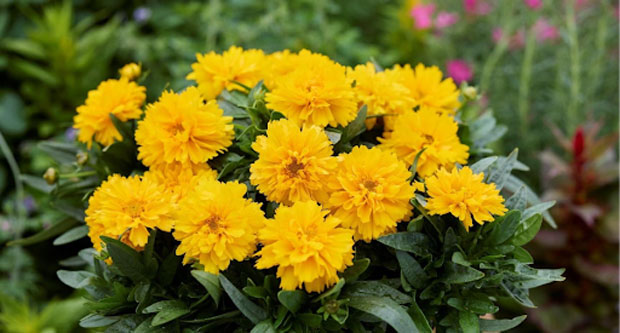 Coreopsis SunGlobe F1. (Photo: All-America Selections)