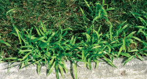 May says heat sources like concrete and asphalt are hot spots for weed growth, meaning extra attention is required in these areas. (Photo: TruGreen)