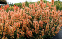 Agastache ‘Peach Pearl' (Photo: Terra Nova Nurseries)