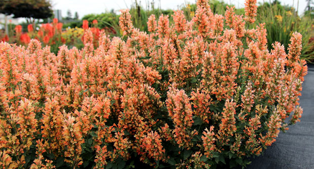 Agastache ‘Peach Pearl' (Photo: Terra Nova Nurseries)