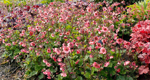 Geum Tempo 'Rose' (Photo: Terra Nova Nurseries)
