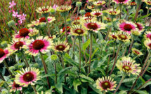 "Echinacea PRIMA Aura" (Photo: Terra Nova Nurseries)