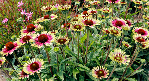 "Echinacea PRIMA Aura" (Photo: Terra Nova Nurseries)