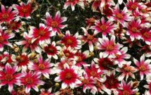 Coreopsis SUNSTAR ‘Rose’ (Photo: Terra Nova Nurseries)