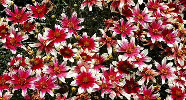 Coreopsis SUNSTAR ‘Rose’ (Photo: Terra Nova Nurseries)