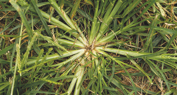 Goosegrass’ thick, flat stems make the weed look like a wagon wheel. (Photo: Corteva Agriscience)