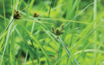 Being a tricky weed to control, nutsedge growing in prevalence can be bad news for LCOs. (Photo: undefined undefined / iStock / Getty Images Plus / Getty Images)