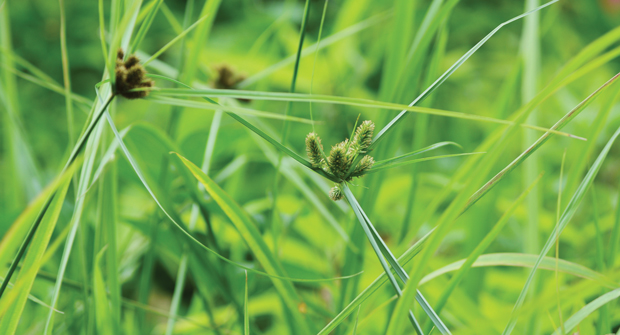 Being a tricky weed to control, nutsedge growing in prevalence can be bad news for LCOs. (Photo: undefined undefined / iStock / Getty Images Plus / Getty Images)