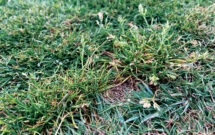 Poa annua is particularly tricky to control, so it’s important to not let it ruin your preparations for the upcoming spring season. (Photo: Ben Pease; Getty Images: DNY59 / E+, boschettophotography / iStock / Getty Images Plus)