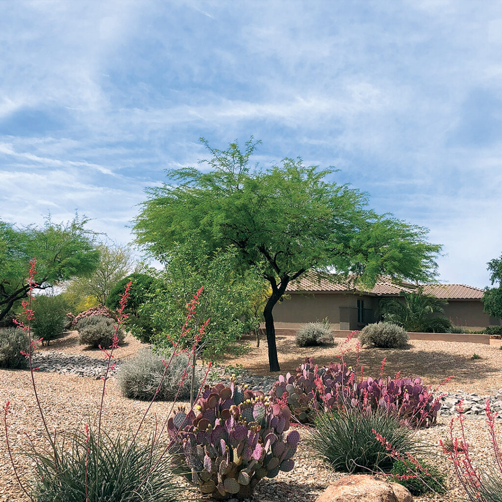 Of the 14 acres of turf on-site, eight of them have been converted to water-smart desertscapes. Red yucca blooms, purple prickly pear cactus and drought-tolerant shrubs are all standout heat-resistant plantings. (Photo: Gothic Landscape)