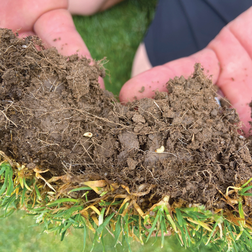 ABW larvae actually do the most damage to turf by feeding inside the grass stem. (Photo: Quali-Pro)