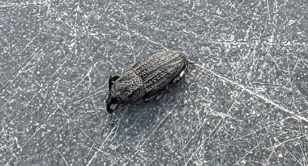 Proper identification is a crucial step since ABWs can often be mistaken for other similar pests. (Photo: Quali-Pro)