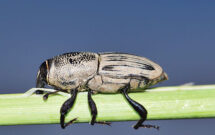 The hunting billbug is a warm-season turf pest commonly found in the Transition Zone. (Photo: Getty Images / Brett_Hondow / iStock / Getty Images Plus)