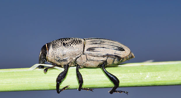 The hunting billbug is a warm-season turf pest commonly found in the Transition Zone. (Photo: Getty Images / Brett_Hondow / iStock / Getty Images Plus)
