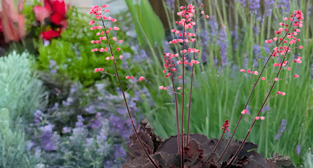 Photo: Terra Nova Nurseries