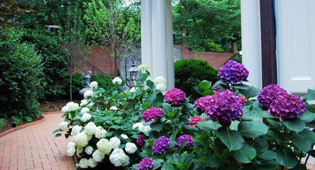 Robby Tackett, maintenance account manager for Myatt, says there’s four different varieties of hydrangeas on-site because the homeowner “loves her hydrangeas.” (Photo: Myatt Landscaping and Construction)