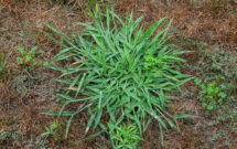 Crabgrass can hog up space in lawns and leave dead, empty spots in its place when it’s removed. (Photo: Getty Images: Maudib / iStock / Getty Images Plus)