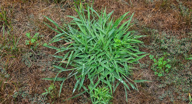 Crabgrass can hog up space in lawns and leave dead, empty spots in its place when it’s removed. (Photo: Getty Images: Maudib / iStock / Getty Images Plus)