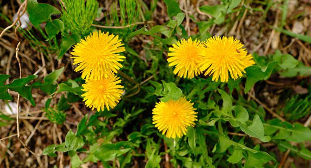 Super spreaders Dandelions are distinctly identifiable and incredibly common. (Photo: k0on121 / iStock / Getty Images Plus )