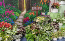 Photo: Terra Nova Nurseries