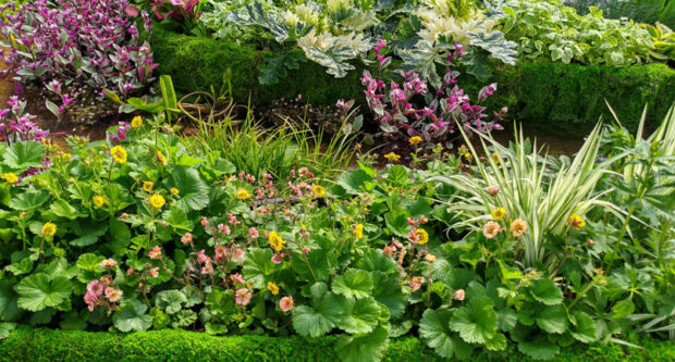 Photo: Terra Nova Nurseries